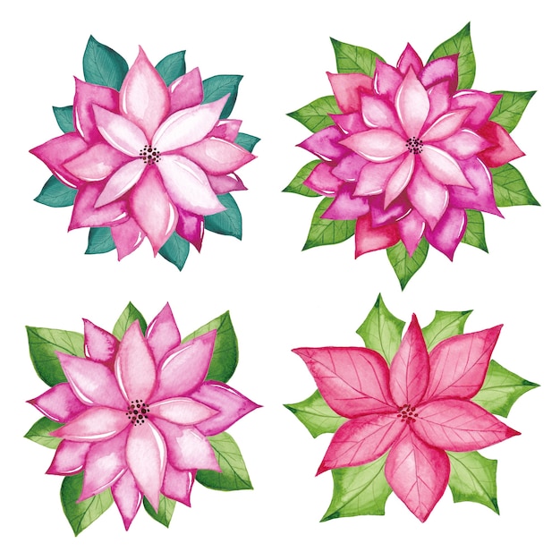 Watercolor poinsettia flowers set. Watercolor red flowers hand-drawn