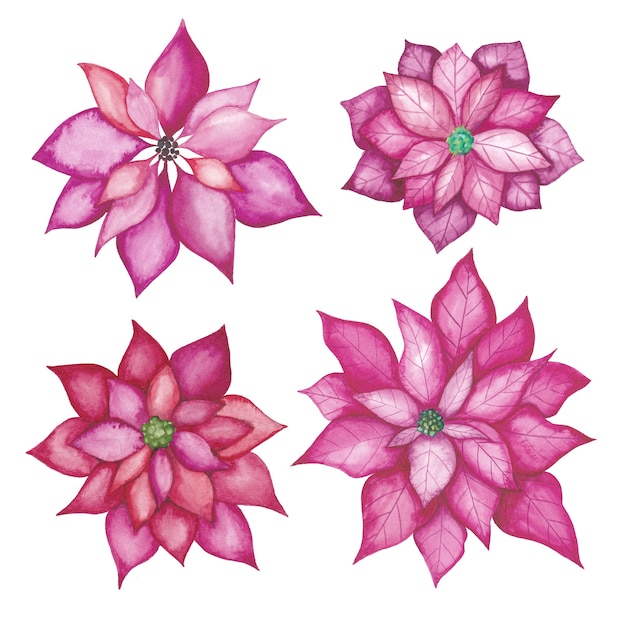 Watercolor poinsettia flowers set. Watercolor red flowers hand-drawn