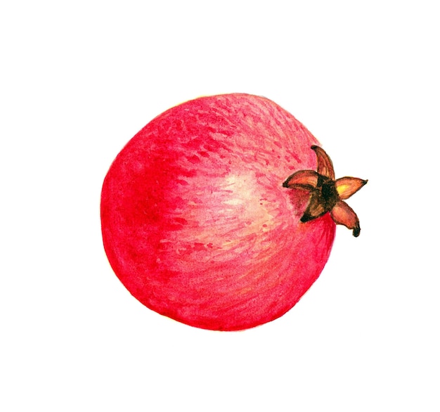 Watercolor pomegranate