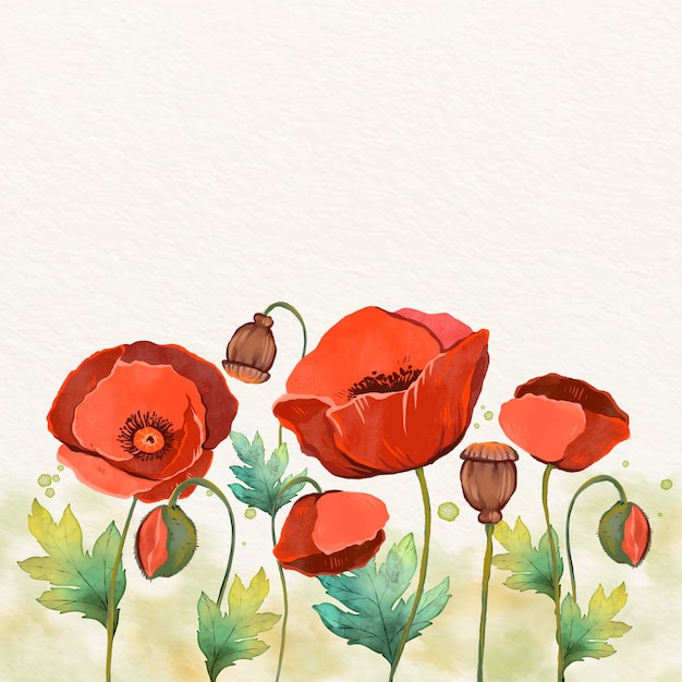 Vector watercolor poppy flower illustration