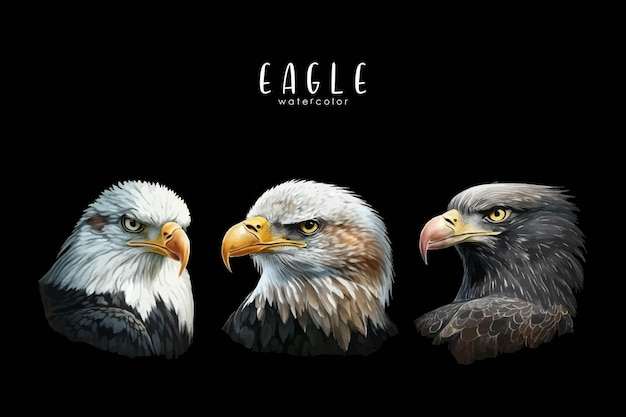 A watercolor poster of bald eagles on black background