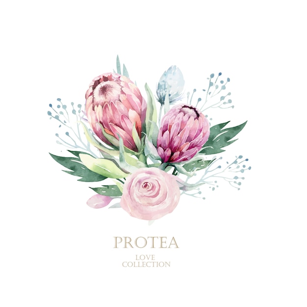 Watercolor   protea Hand drawn illustration