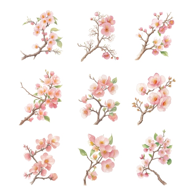 Watercolor Prunus mume set isolated on white background Vector illustration