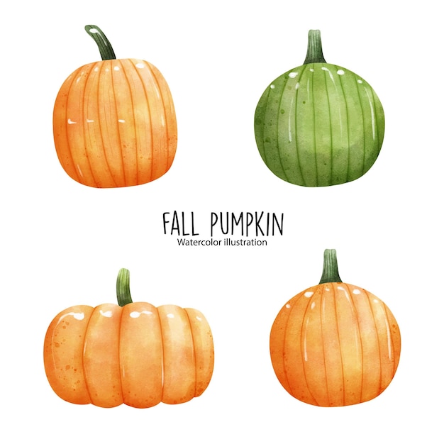 watercolor pumpkin, fall pumpkin. Vector illustration