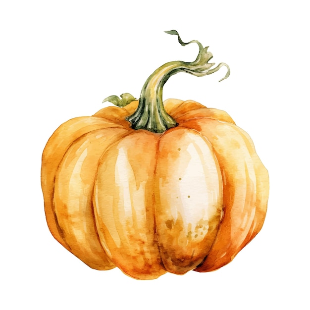 Watercolor Pumpkin Illustration Handdrawn fresh food design element isolated on a white background