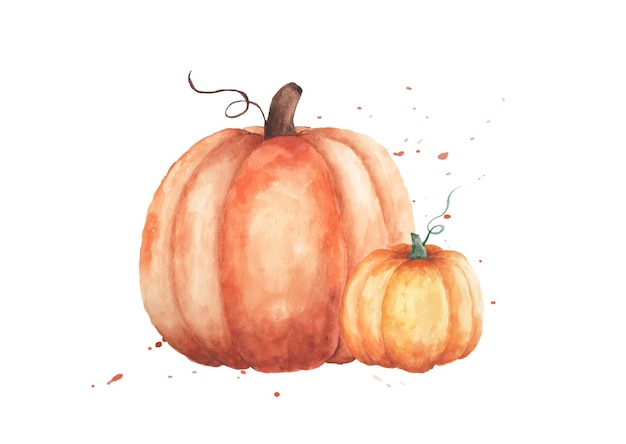 Watercolor pumpkins illustration. Set of two orange pumpkins with hand painted isolated on white background. Perfect for design decorative in the autumn festival, greeting cards, invitation, poster.