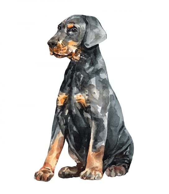 Watercolor puppy doberman pinscher. Watercolor hand drawn illustration.