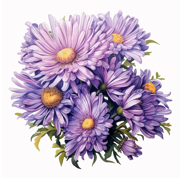 Watercolor purple aster vector