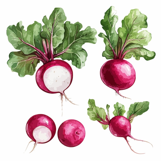 Watercolor Radish Vector Set Isolated Clipart