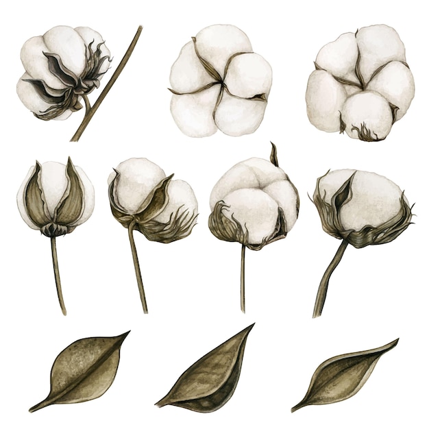 Watercolor realistic set of cotton flowers and leaves