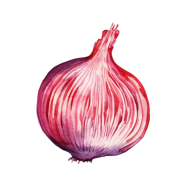 Watercolor Red onion slice Illustration Handdrawn fresh food design element isolated on a white background