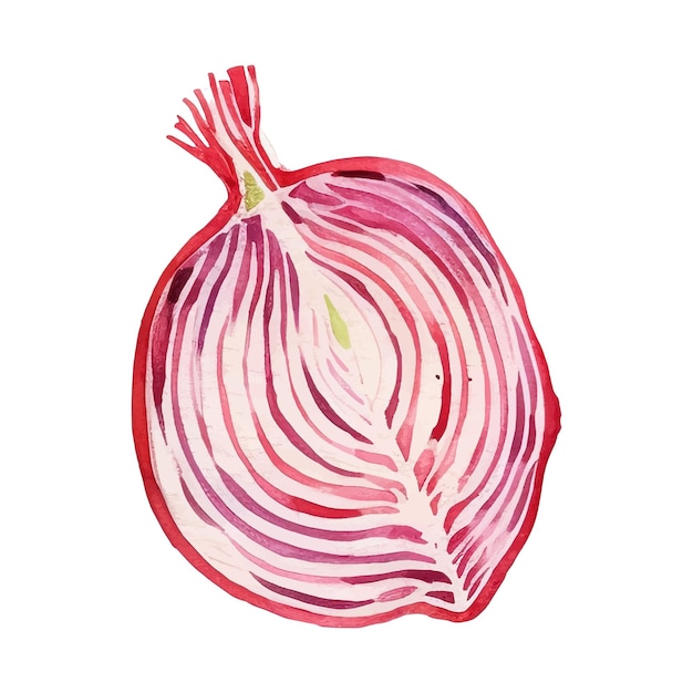 Watercolor Red onion slice Illustration Handdrawn fresh food design element isolated on a white background