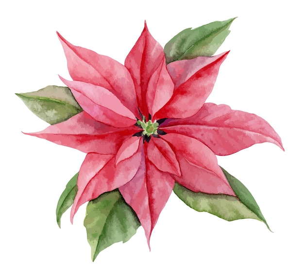 Watercolor Red Poinsettia with green leaves Hand painted floral illustration of winter Flower on white isolated background Design for greeting cards or invitations