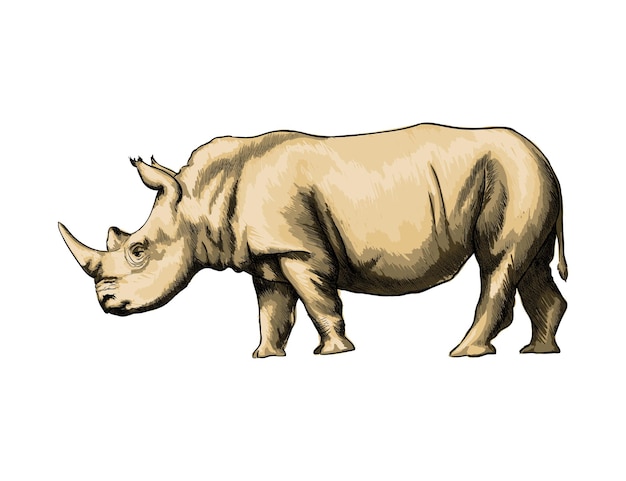 Watercolor Rhinoceros  on white