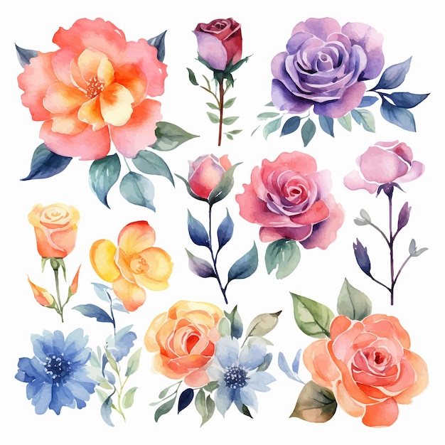 Watercolor roses flowers floral paint illustration with clipping