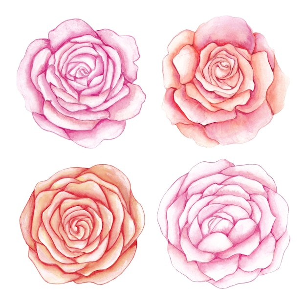 Watercolor roses flowers set. Flowers set of hand drawn watercolor roses