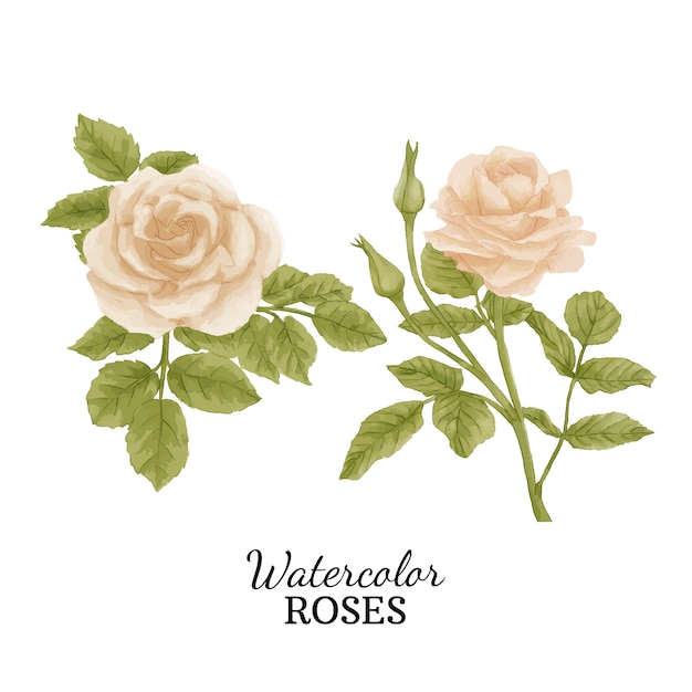 Vector watercolor roses