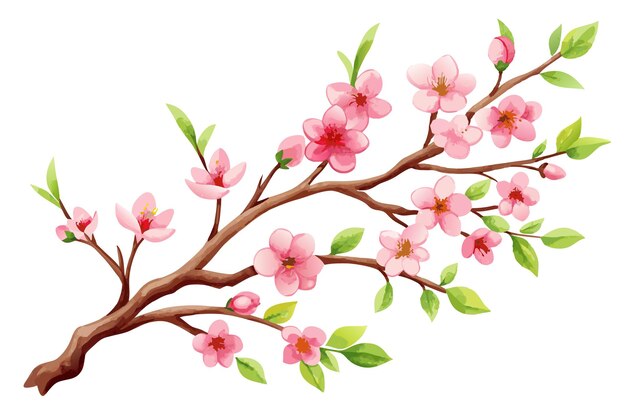 Vector watercolor sakura branch vector illustration on white background