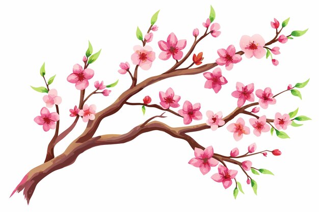 Vector watercolor sakura branch vector illustration on white background