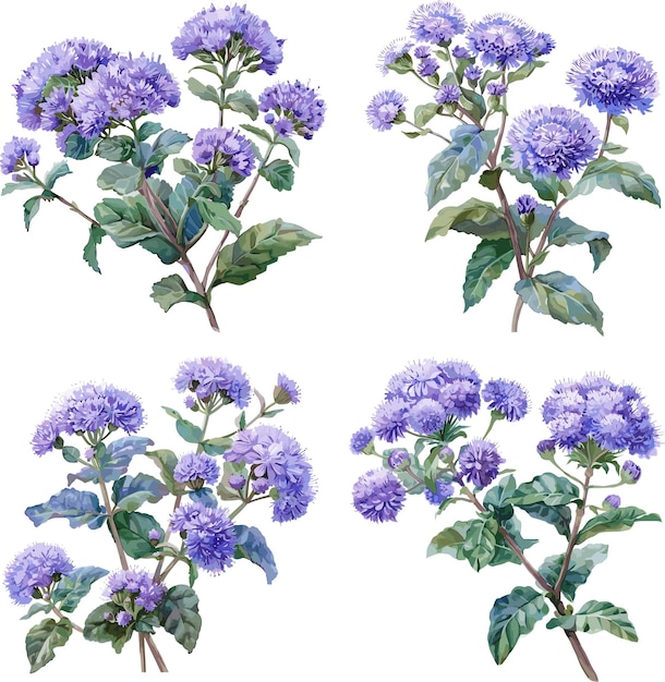 Watercolor set of Ageratum flower isolated on white background