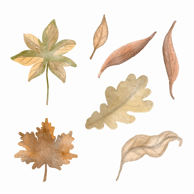 Watercolor set of beautiful colourful autumn leaves in vector