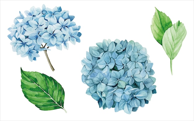 watercolor set of blue hydrangeas