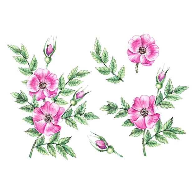 Watercolor set of branches with rosehip flowers on a white background