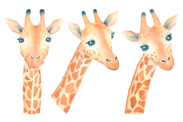 Watercolor set of cute giraffes on white background african animal hand drawn illustrations