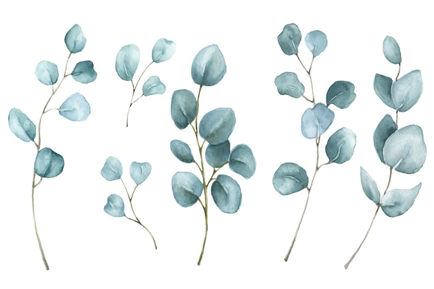 Watercolor set of eucalyptus branches with leaves