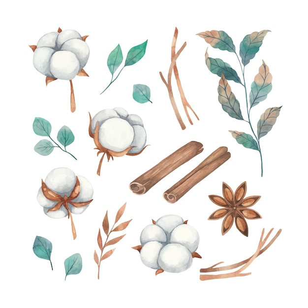 Watercolor set of floral elements from flowers of cotton, twigs and spices of cinnamon, anise