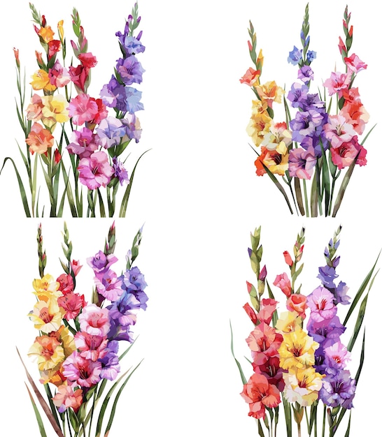 Watercolor set of Gladiolus flower isolated on white background