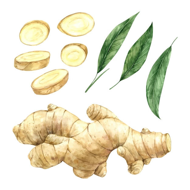 Vector watercolor set of juicy ginger with slices and green leaves illustration hand drawn on isolated