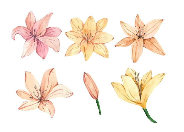 Watercolor set of lily flowers illustration