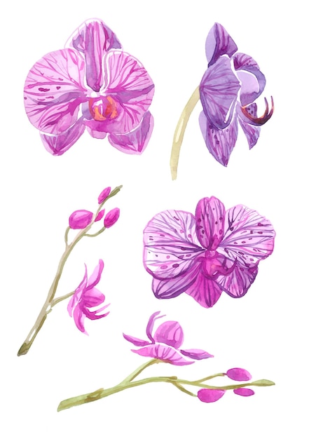 Watercolor set orchid flowers for invitations postcards Handdrawn vector illustrations for backgrounds posters