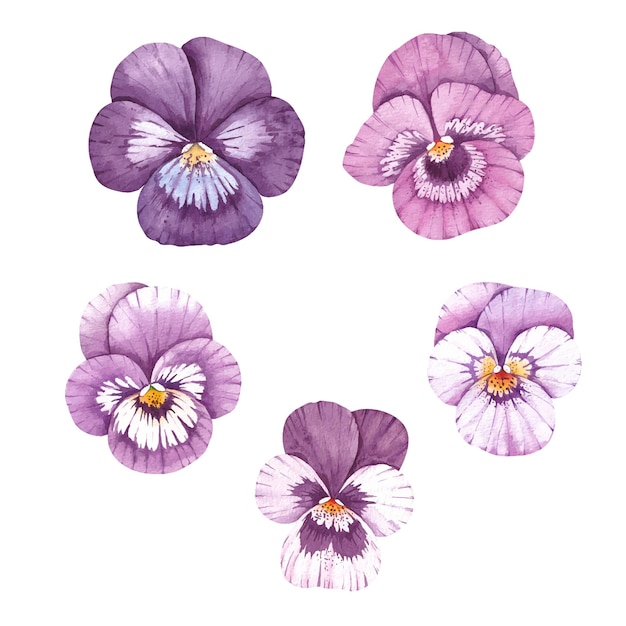 Watercolor set of pansies flowers on a white background