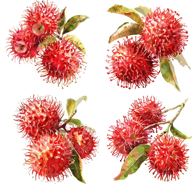 Watercolor set of Rambutan isolated on white background