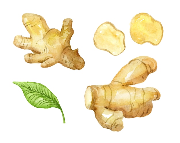 Watercolor set of spice ginger and green leaf Handdrawn illustration isolated on the white background