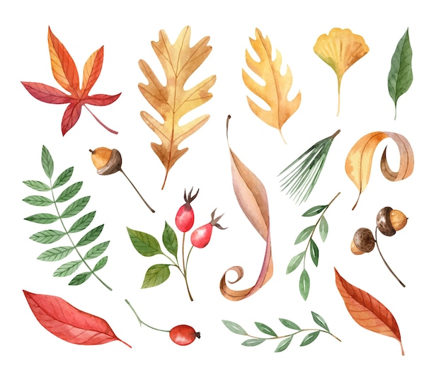 Watercolor set with autumn floral elements leaves berries acorns Hand drawn illustration