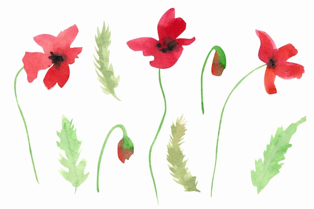 Watercolor set with red poppy wild flowers