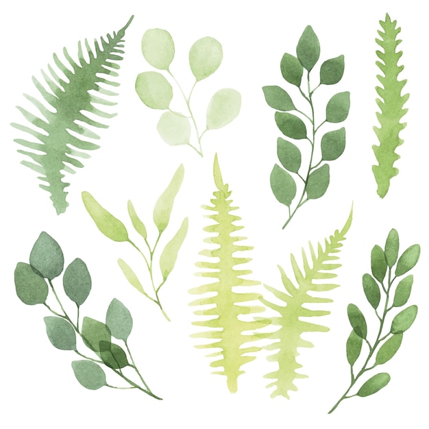 watercolor set with simple green leaves tropical abstract leaves of eucalyptus and fern