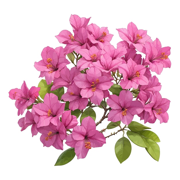 Watercolor singapore pink bougainvillea flower clipart editable white background bouquet