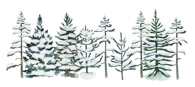 Watercolor snowy pine trees and firs illustration, winter forest