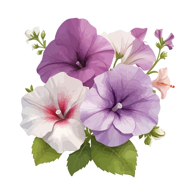 Watercolor spreading petunias clipart editable white background