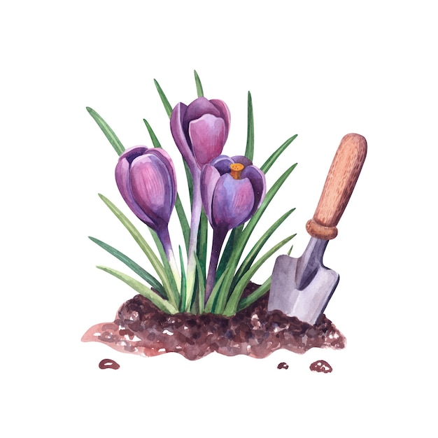 Watercolor spring crocus in the soil and shovel Botanical illustration Purple snowdrops flowers and garden tools Isolated on white background