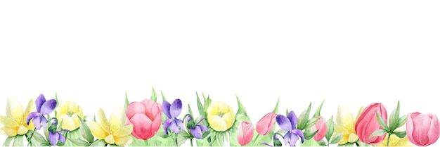 Watercolor  spring  flowers on the white background, erantes, tulip, pansy