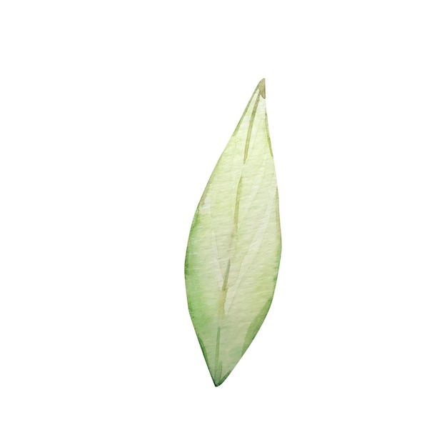 Watercolor spring green leaf