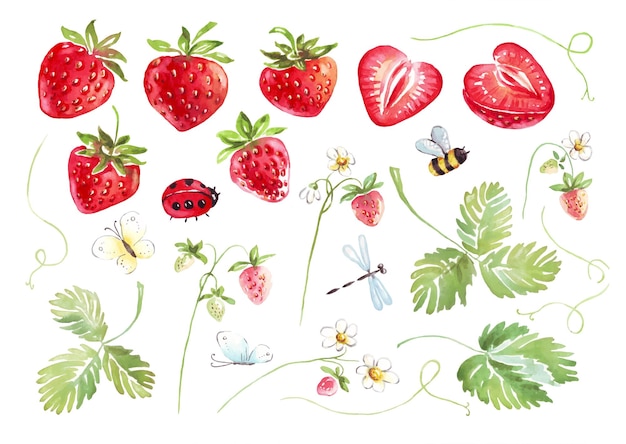 Watercolor strawberry and insects Vector