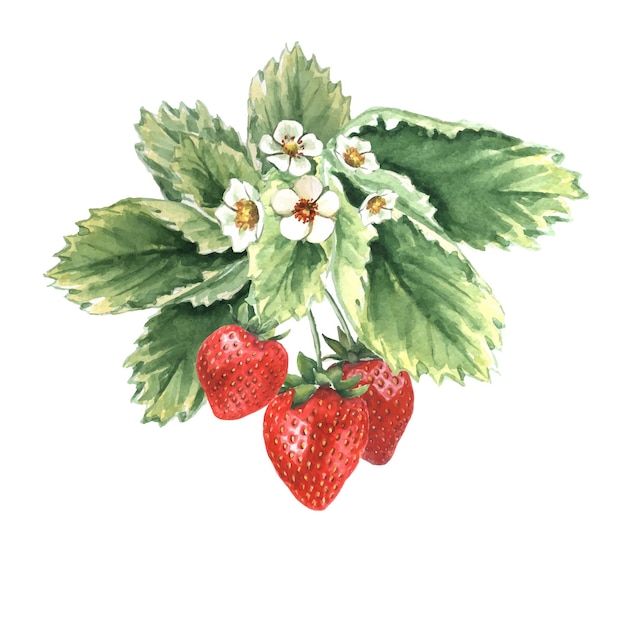 Watercolor strawberry plant with leaves and ripe red berries