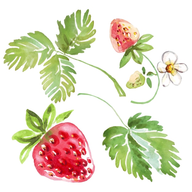 Watercolor strawberry Vector