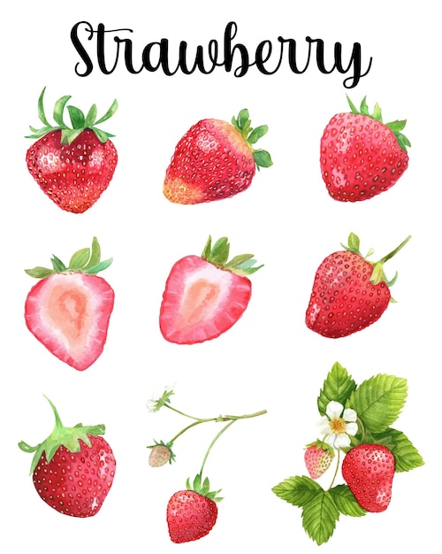 Watercolor Strawbery fruit vector collection with flower and leaf